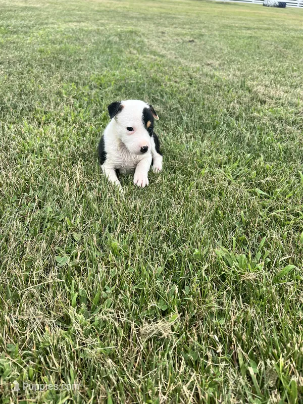 Sami  – Australian Cattle Dog puppy for sale in Westville, IN