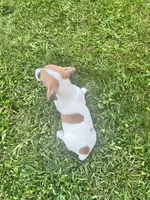 Baxter , a male Jack Russell Terrier for sale in Westville, IN – 4 of 5