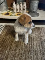 Hank , a male Australian Cattle Dog for sale in Westville, IN – 3 of 4