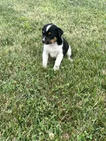 Mia, a female Australian Cattle Dog for sale in Westville, IN – 2 of 2