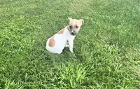 Belle , a female Jack Russell Terrier for sale in Westville, IN – 3 of 4