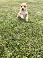 Annie , a female Chihuahua and Yorkshire Terrier for sale in Westville, IN – 2 of 5
