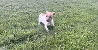 Belle, a female Jack Russell Terrier for sale in Westville, IN – 4 of 4