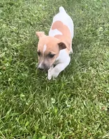 Belle, a female Jack Russell Terrier for sale in Westville, IN – 2 of 4