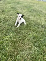 Sasha, a female Australian Cattle Dog for sale in Westville, IN – 2 of 4