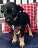 Jack, a male Chihuahua and Yorkshire Terrier for sale in Westville, IN – 2 of 2