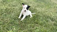 Sasha, a female Australian Cattle Dog for sale in Westville, IN – 3 of 4