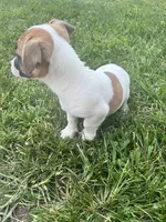 Baxter , a male Jack Russell Terrier for sale in Westville, IN – 5 of 5