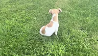 Belle , a female Jack Russell Terrier for sale in Westville, IN – 4 of 4