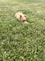 Annie , a female Chihuahua and Yorkshire Terrier for sale in Westville, IN – 3 of 5