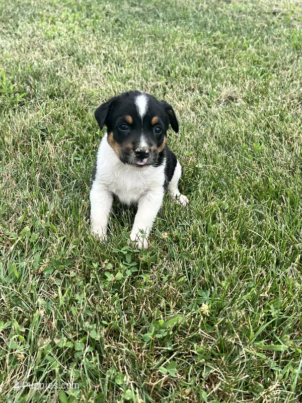 Mia – Australian Cattle Dog puppy for sale in Westville, IN