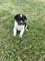 Mia, a female Australian Cattle Dog for sale in Westville, IN – 1 of 2