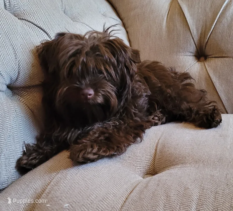 Bingo Junior  – Yorkipoo puppy for sale in San Diego, CA