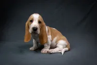 Penny litter, a male Basset Hound for sale in Elkland, MO – Photo 7 of 10