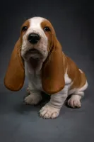 Penny litter, a male Basset Hound for sale in Elkland, MO – Photo 5 of 10