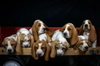 Penny litter, a male Basset Hound for sale in Elkland, MO – Photo 1 of 10