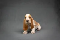 Penny litter, a male Basset Hound for sale in Elkland, MO – Photo 6 of 10