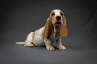 Penny litter, a male Basset Hound for sale in Elkland, MO – Photo 9 of 10
