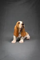 Penny litter, a male Basset Hound for sale in Elkland, MO – Photo 4 of 10