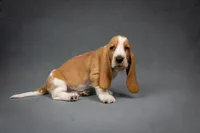 Penny litter, a male Basset Hound for sale in Elkland, MO – Photo 3 of 10