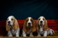 Penny litter, a male Basset Hound for sale in Elkland, MO – Photo 8 of 10