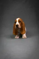 Penny litter, a male Basset Hound for sale in Elkland, MO – Photo 10 of 10