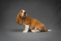 Penny litter, a male Basset Hound for sale in Elkland, MO – Photo 2 of 10