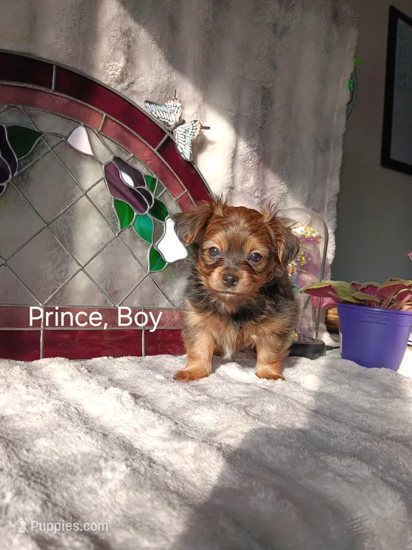 Prince  – Yorkshire Terrier puppy for sale in Ann Arbor, MI