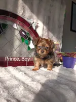 Prince , a male Yorkshire Terrier for sale in Ann Arbor, MI – 1 of 4