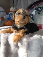 Trixie , a female Yorkshire Terrier for sale in Ann Arbor, MI – 3 of 5
