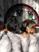 Trixie , a female Yorkshire Terrier for sale in Ann Arbor, MI – 2 of 5