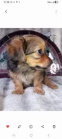 Duke , a male Yorkshire Terrier for sale in Ann Arbor, MI – 3 of 3