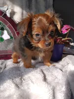 Prince , a male Yorkshire Terrier for sale in Ann Arbor, MI – 2 of 4