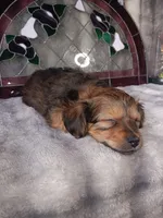 Duke , a male Yorkshire Terrier for sale in Ann Arbor, MI – 5 of 5
