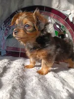Prince , a male Yorkshire Terrier for sale in Ann Arbor, MI – 4 of 4