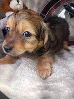 Duke , a male Yorkshire Terrier for sale in Ann Arbor, MI – 4 of 5