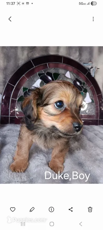 Duke  – Yorkshire Terrier puppy on hold in Ann Arbor, MI