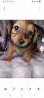 Duke , a male Yorkshire Terrier for sale in Ann Arbor, MI – 2 of 3