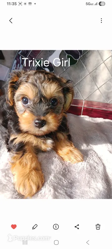 Trixie  – Yorkshire Terrier puppy for sale in Ann Arbor, MI