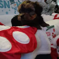 Buddy, a male Yorkshire Terrier for sale in Birch Run, MI – Photo 2 of 2