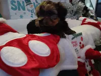 Buddy, a male Yorkshire Terrier for sale in Birch Run, MI – Photo 2 of 2