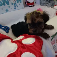 Buddy, a male Yorkshire Terrier for sale in Birch Run, MI – Photo 1 of 2