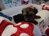 Buddy, a male Yorkshire Terrier for sale in Birch Run, MI – Photo 1 of 2