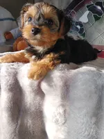 Trixie , a female Yorkshire Terrier for sale in Ann Arbor, MI – 4 of 5