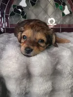 Duke , a male Yorkshire Terrier for sale in Birch Run, MI – 6 of 6