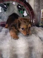 Duke , a male Yorkshire Terrier for sale in Birch Run, MI – 5 of 6