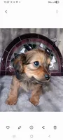 Duke , a male Yorkshire Terrier for sale in Birch Run, MI – 1 of 6