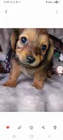 Duke , a male Yorkshire Terrier for sale in Birch Run, MI – 3 of 6