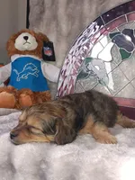 Duke , a male Yorkshire Terrier for sale in Birch Run, MI – 4 of 6
