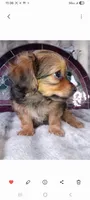 Duke , a male Yorkshire Terrier for sale in Birch Run, MI – 2 of 6